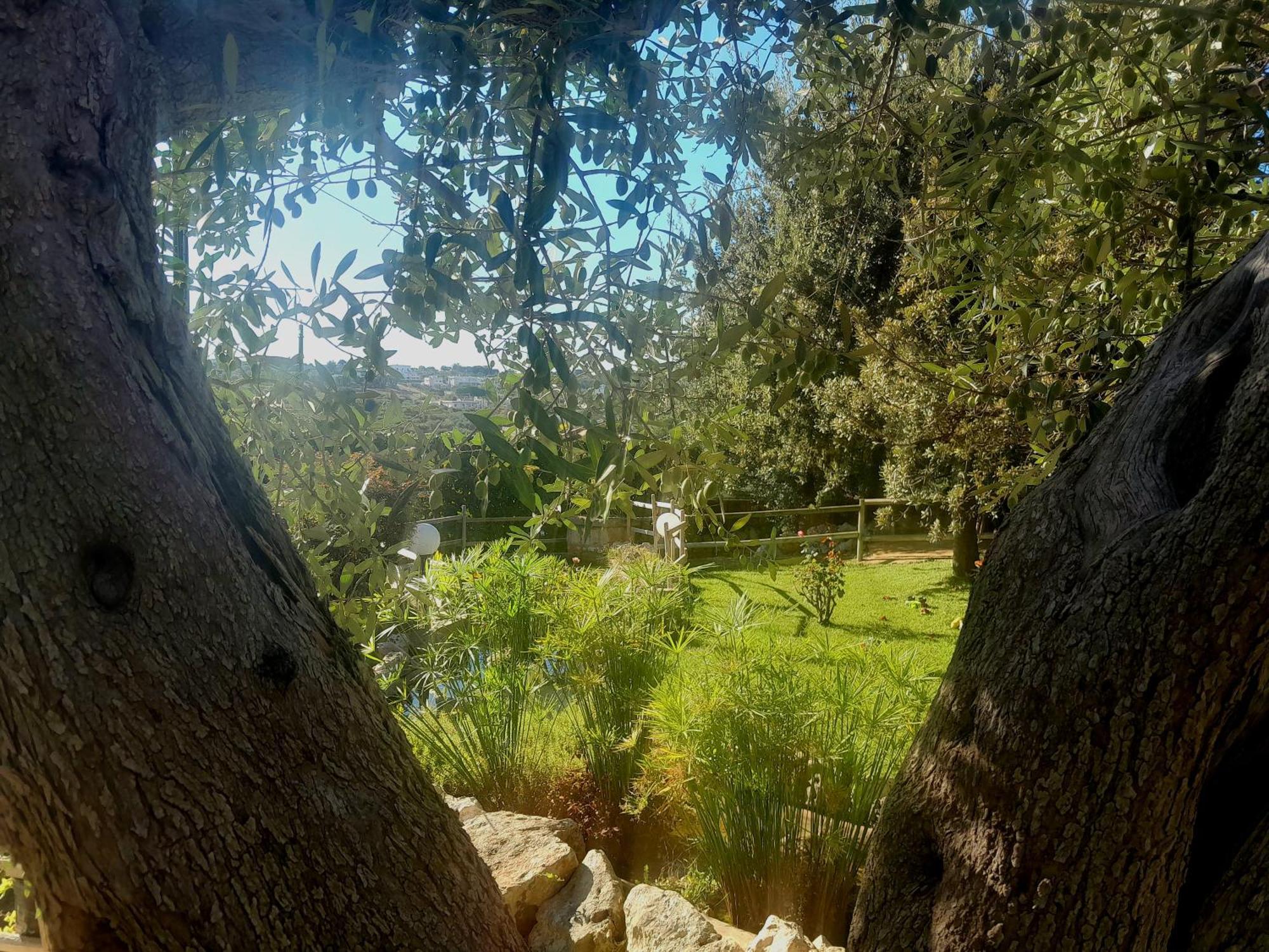 La Rosa Dei Trulli B&B 알베르벨로 외부 사진