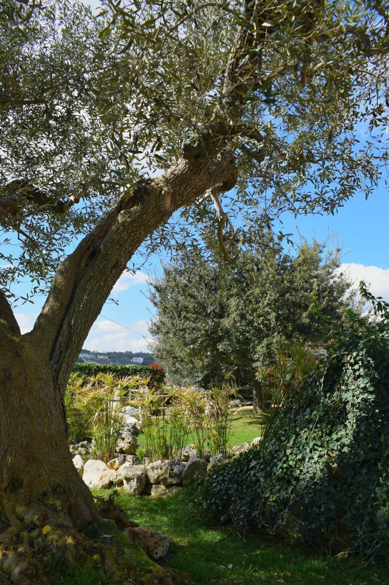 La Rosa Dei Trulli B&B 알베르벨로 외부 사진
